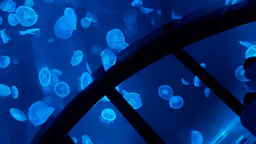 すみだ水族館に投稿された画像（2020/8/10）