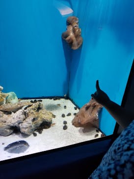 アクアワールド茨城県大洗水族館に投稿された画像（2020/8/10）