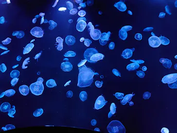 すみだ水族館に投稿された画像（2020/8/10）