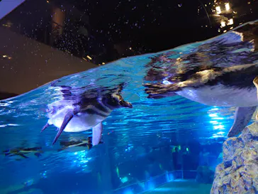 すみだ水族館に投稿された画像（2020/8/10）