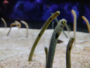 すみだ水族館に投稿された画像（2020/8/10）
