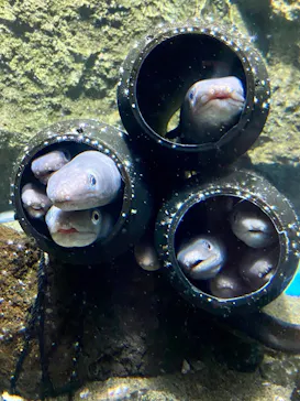仙台うみの杜水族館に投稿された画像（2020/8/10）