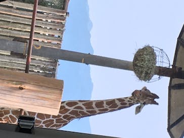 群馬サファリパークに投稿された画像（2020/8/10）