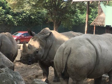 群馬サファリパークに投稿された画像（2020/8/10）