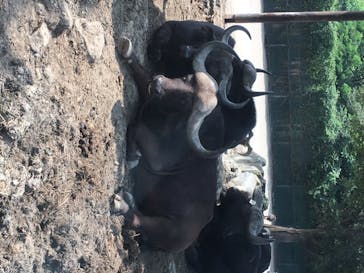 群馬サファリパークに投稿された画像（2020/8/10）