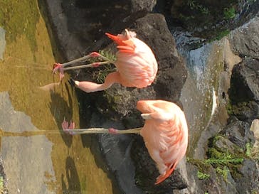 群馬サファリパークに投稿された画像（2020/8/10）