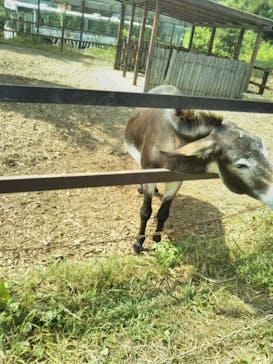 群馬サファリパークに投稿された画像（2020/8/10）