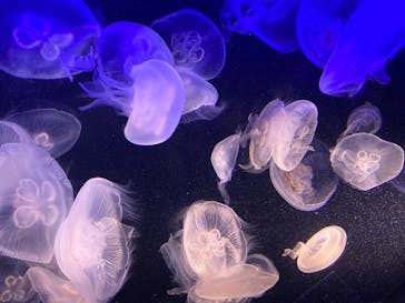 マリンワールド海の中道に投稿された画像（2020/8/10）