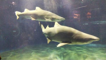 アクアワールド茨城県大洗水族館に投稿された画像（2020/8/10）