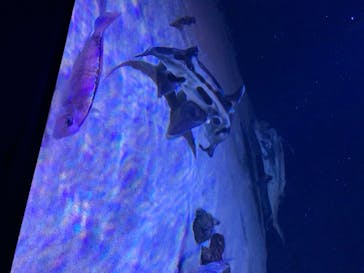 サンシャイン水族館に投稿された画像（2020/8/10）