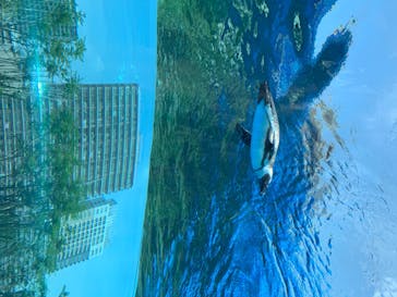 サンシャイン水族館に投稿された画像（2020/8/10）