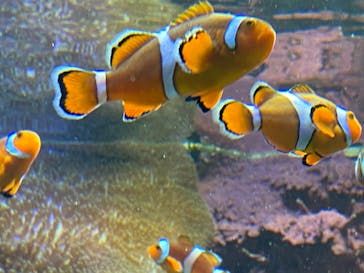 サンシャイン水族館に投稿された画像（2020/8/10）