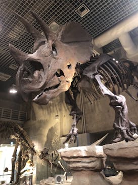 国立科学博物館に投稿された画像（2020/8/10）