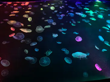 すみだ水族館に投稿された画像（2020/8/10）