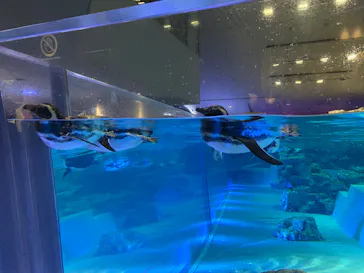 すみだ水族館に投稿された画像（2020/8/10）