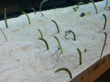 すみだ水族館に投稿された画像（2020/8/10）