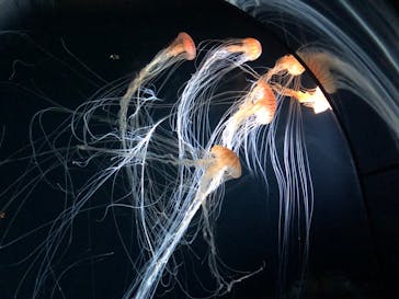 サンシャイン水族館に投稿された画像（2020/8/10）