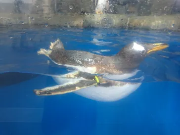 仙台うみの杜水族館に投稿された画像（2020/8/10）
