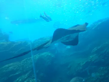 仙台うみの杜水族館に投稿された画像（2020/8/10）