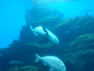 仙台うみの杜水族館に投稿された画像（2020/8/10）