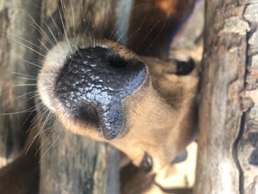 群馬サファリパークに投稿された画像（2020/8/10）