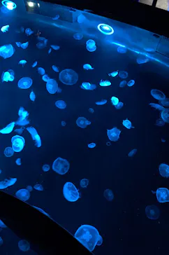 すみだ水族館に投稿された画像（2020/8/10）