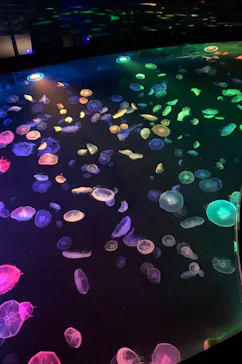 すみだ水族館に投稿された画像（2020/8/10）