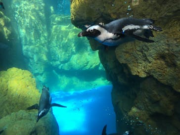 京都水族館に投稿された画像（2020/8/10）
