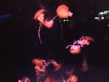 京都水族館に投稿された画像（2020/8/10）