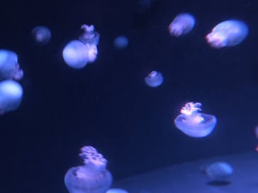 京都水族館に投稿された画像（2020/8/10）