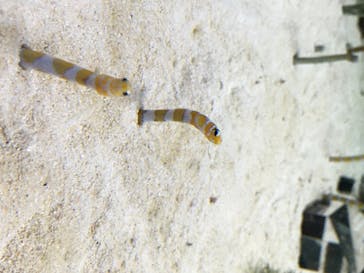 京都水族館に投稿された画像（2020/8/10）