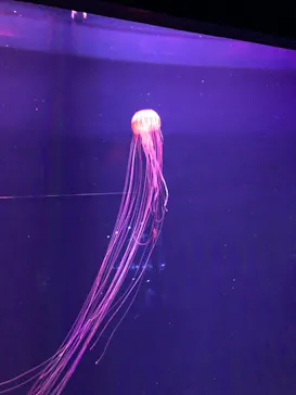 すみだ水族館に投稿された画像（2020/8/10）