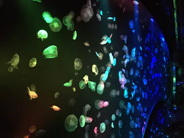 すみだ水族館に投稿された画像（2020/8/10）