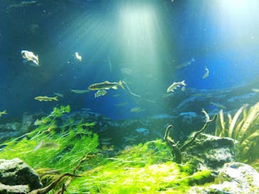 サンシャイン水族館に投稿された画像（2020/8/10）