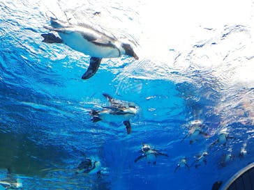 サンシャイン水族館に投稿された画像（2020/8/10）