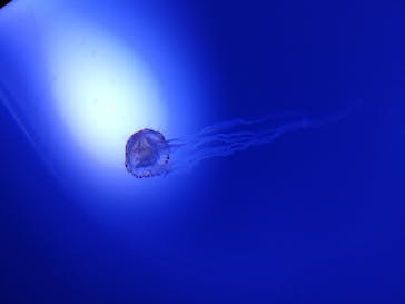 サンシャイン水族館に投稿された画像（2020/8/10）