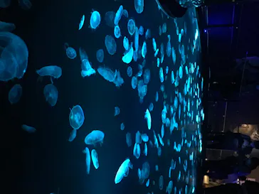 すみだ水族館に投稿された画像（2020/8/10）