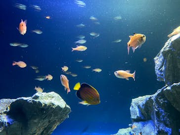 サンシャイン水族館に投稿された画像（2020/8/10）