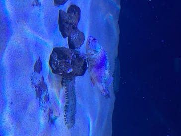 サンシャイン水族館に投稿された画像（2020/8/10）