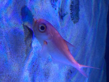 サンシャイン水族館に投稿された画像（2020/8/10）