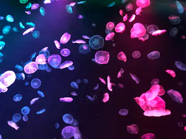 すみだ水族館に投稿された画像（2020/8/10）