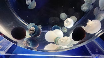 京都水族館に投稿された画像（2020/8/10）