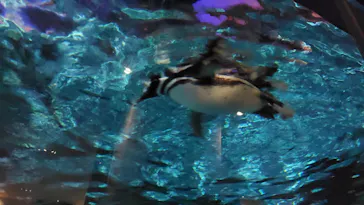 すみだ水族館に投稿された画像（2020/8/10）