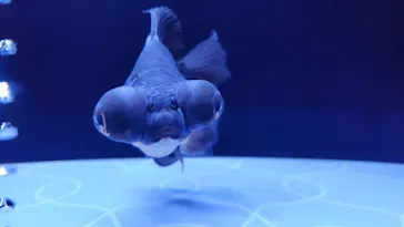 すみだ水族館に投稿された画像（2020/8/10）