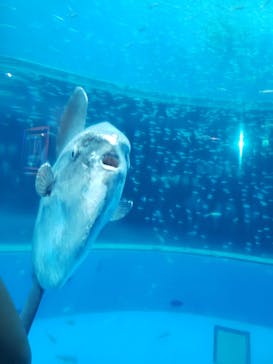 横浜・八景島シーパラダイスに投稿された画像（2020/8/10）