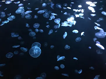 すみだ水族館に投稿された画像（2020/8/10）