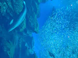 仙台うみの杜水族館に投稿された画像（2020/8/10）