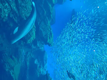 仙台うみの杜水族館に投稿された画像（2020/8/10）