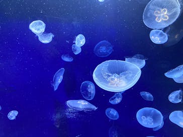 サンシャイン水族館に投稿された画像（2020/8/10）