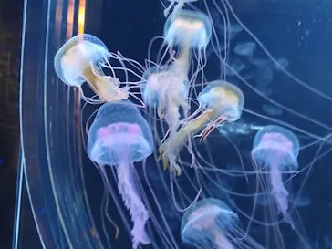 すみだ水族館に投稿された画像（2020/8/10）